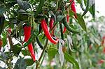 Chilli Plant
