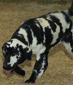 Chimera Dog