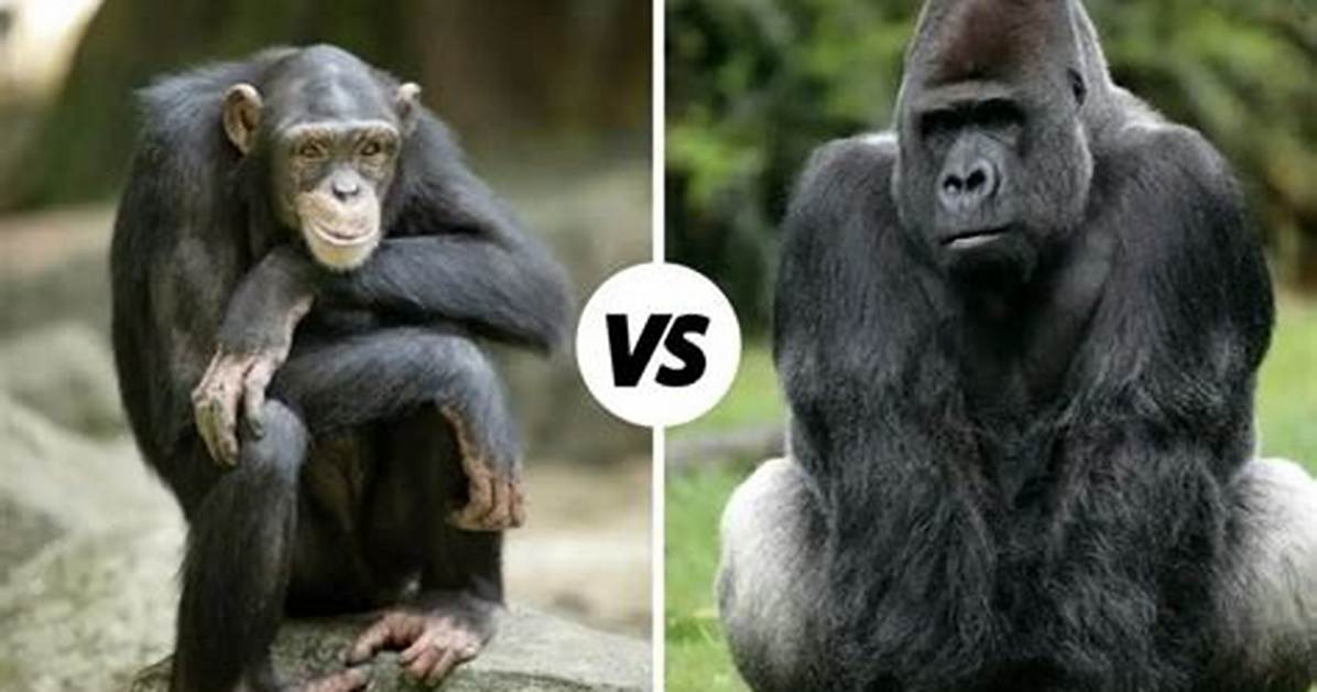 Chimp or Gorilla for Example