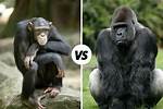 Chimp or Gorilla for Example
