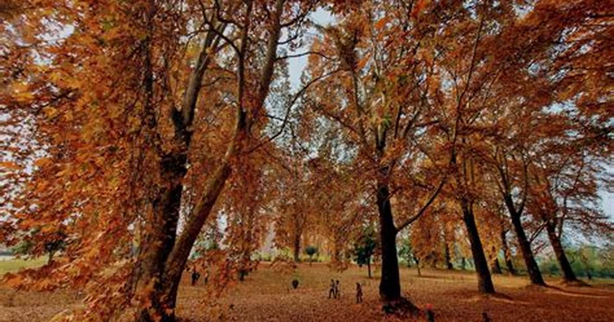 Chinar