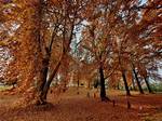 Chinar