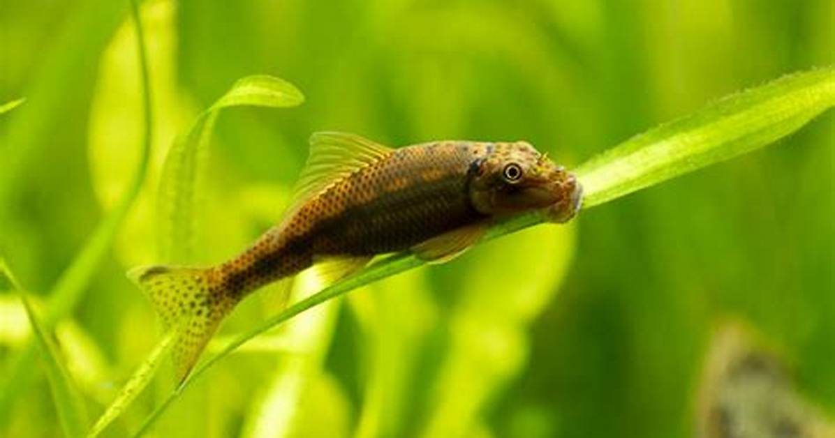 Chinese Algae Eater