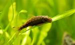 Chinese Algae Eater