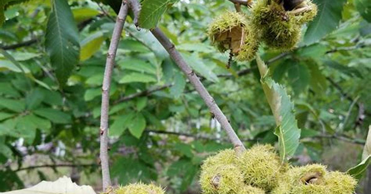 Chinquapin Tree
