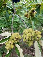 Chinquapin Tree