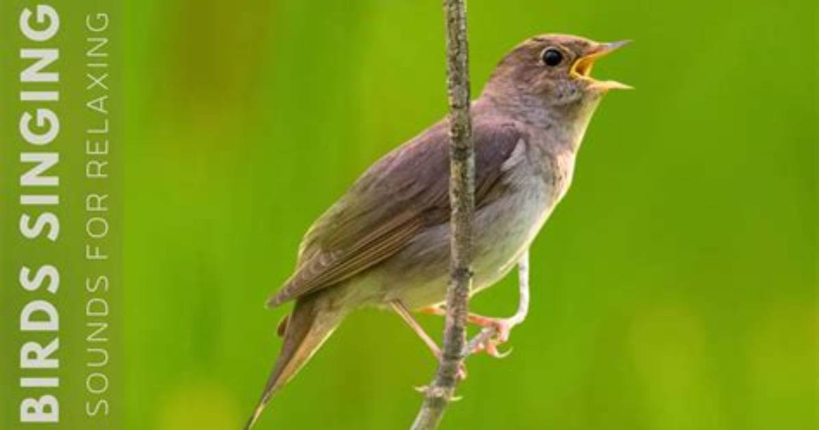 Chirping Sound