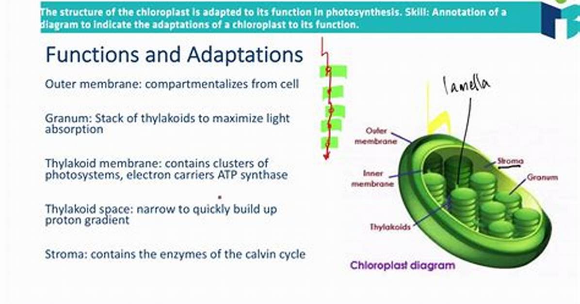 Chloroplast Structure and Function