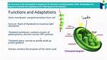 Chloroplast Structure and Function