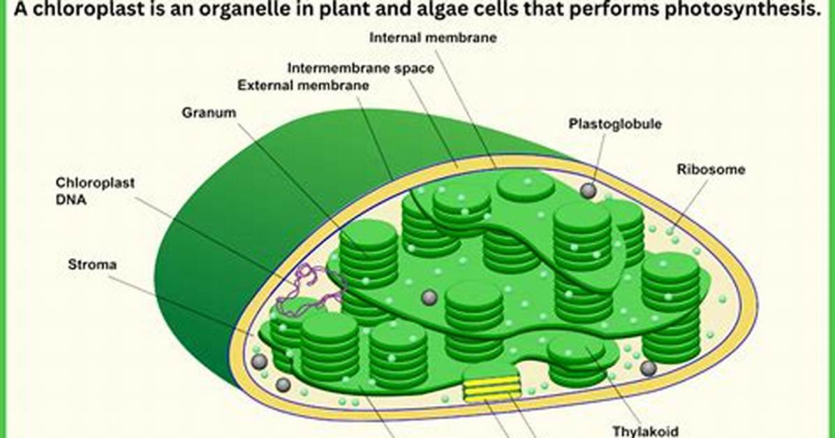 Chloroplasts Definition