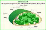 Chloroplasts Definition