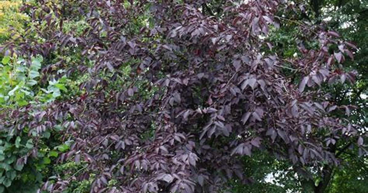 Chokecherry Tree