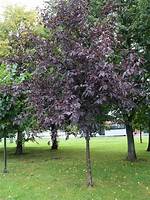 Chokecherry Tree
