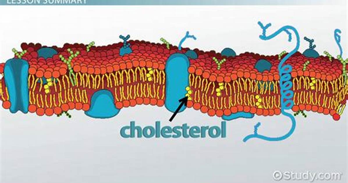 Cholesterol Function in Cell Membrane