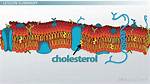 Cholesterol Function in Cell Membrane