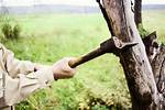 Chop Down as Trees