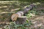 Chopped Down as a Tree