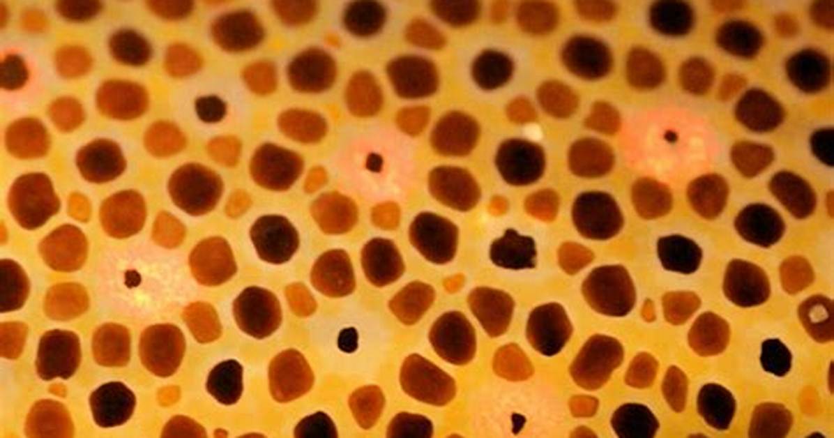 Chromatophores