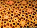 Chromatophores