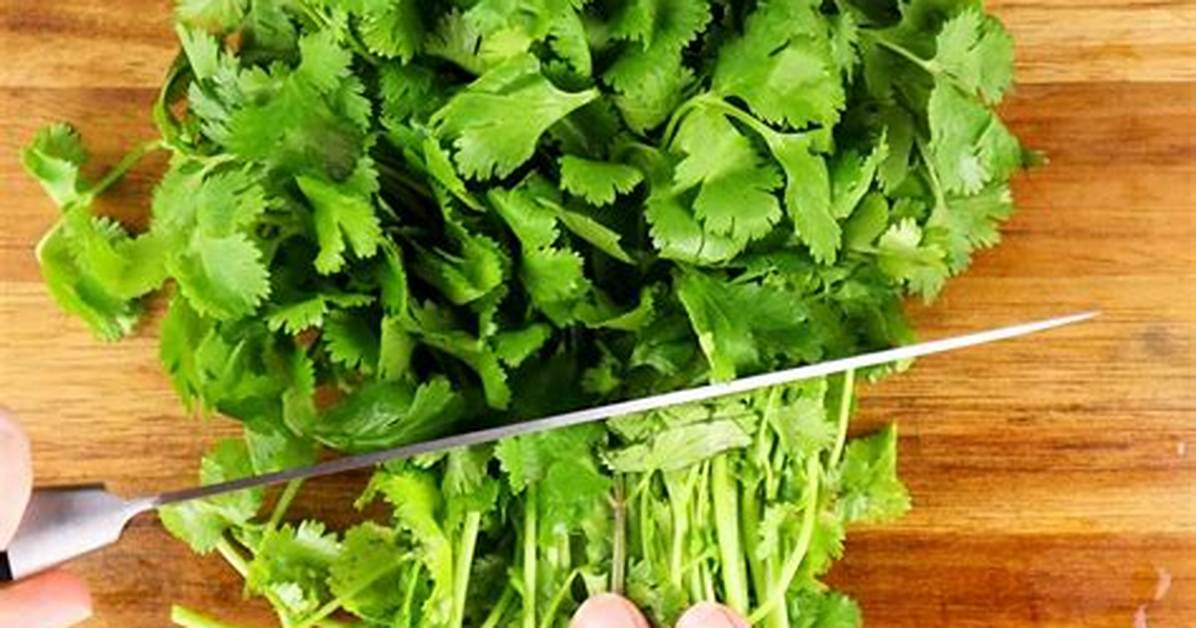 Cilantro Stems
