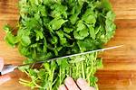 Cilantro Stems