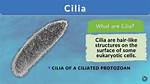 Cilia Definition