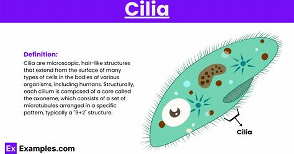 Cilia Function