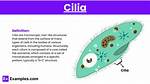 Cilia Function