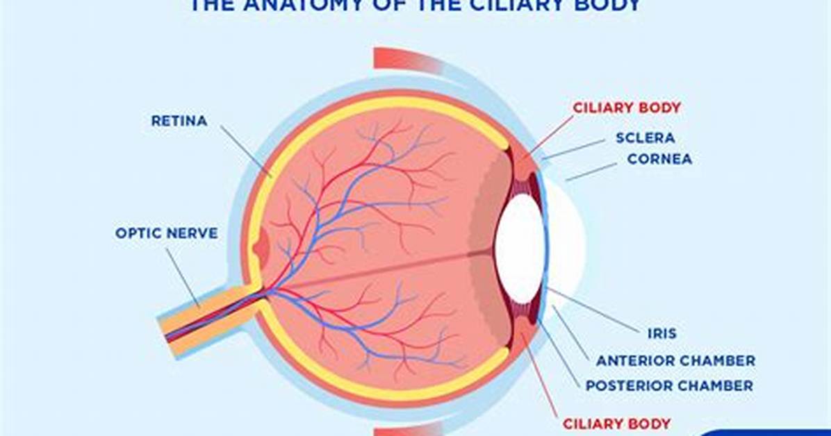 Ciliary Muscle Function