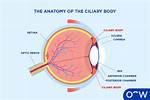 Ciliary Muscle Function