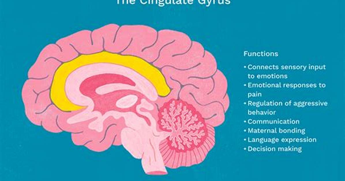 Cingulate Gyrus Function