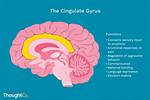 Cingulate Gyrus Function