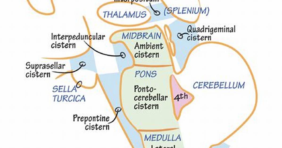 Cisterns Brain