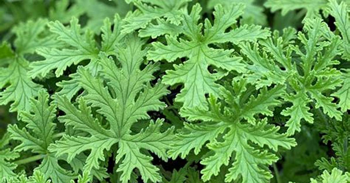 Citronella Geranium
