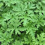 Citronella Geranium