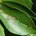 Citrus Scale
