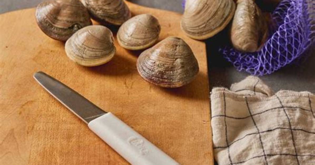 Clam Knife