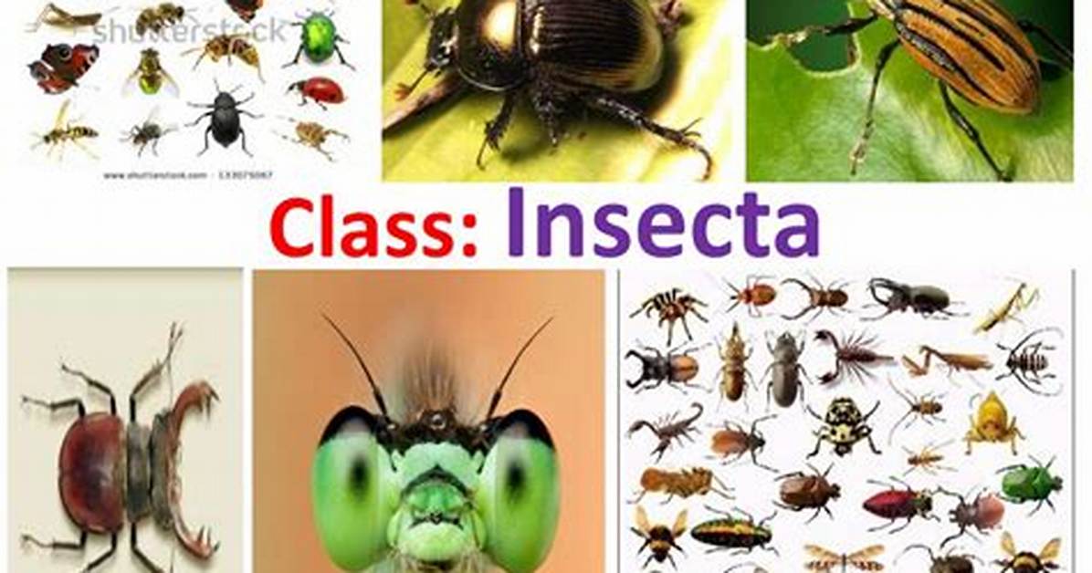 Class Insecta