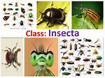 Class Insecta