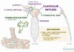 Clavicular Notch