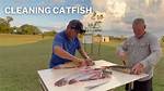 Cleaning Catfish