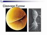 Cleavage Furrow
