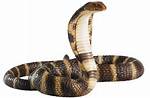 Cleopatra's Snake