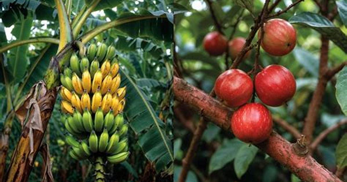 Climacteric Fruit