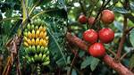 Climacteric Fruit