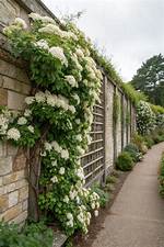 Climbing Hydrangeas
