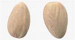 Closed Pistachio