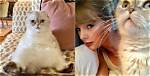 Cloud the Cat Net Worth