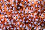 Clownfish Eggs
