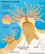 Cnidarian Polyp